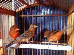 Nyeri ulu hati, mual, dan muntah setelah makan, erat dikaitkan dengan penyakit maag, atau yang secara medis. 13 Ide Arsip Burung Terjual Burung Kenari Kuning