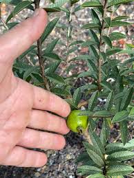 Image result for Psidium guajava