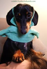 Checkin Mum S Temperature Http Www Celebritydachshund Com 2013 11 24 Doctor Dachshund Crusoe Crusoe The Celebrity Dachshund Your Dog Weenie Dogs