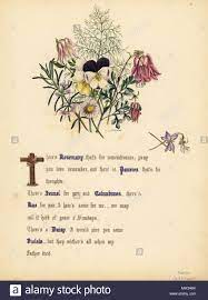 Download This Stock Image Rosemary Pansies Fennel Columbines Rue Daisy And Violets Hamlet Handcoioure Botanical Illustration Pansies Blue Lotus Flower