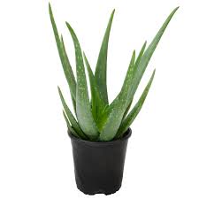 Image result for Aloe