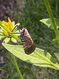 The invasive spotted lanternfly has invaded pennsylvania and threatens to spread into neighboring states. The Spotted Lanternfly 10 Tips For Getting Rid Of The Destructive Pest