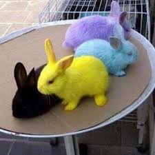 A Real Life Rainbow Rabbit Animals Baby Animals Cute Animals 1024 x 538 png 782 кб.