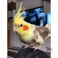 satilik kopekler adli kullanicinin satilik kus panosundaki pin papagan sultan kus