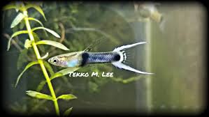 Japanese Double Sword Endlers Livebearer Guppy