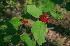 It is a member of the honeysuckle family. Highbush Cranberry Of Alaska Alaska Guide