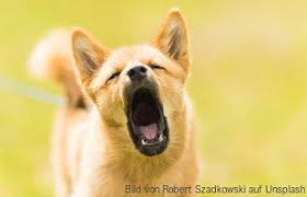 Vielen dank für die gute erklärung bei blut im stuhl beim hund. Blut Im Stuhl Beim Hund Ursachen Diagnose Behandlung Fellomed