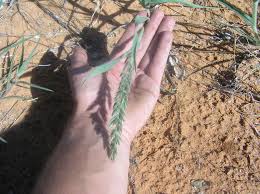 Image result for Schmidtia kalahariensis