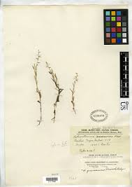 Image result for Heteranthoecia  guineensis