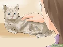 Cancer in cats is less common than cancer in dogs. How To Know If Your Cat Is Dying 15 Steps With Pictures
