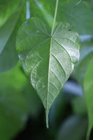 Image result for Ipomoea turbinata