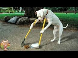 1404 Les 10 Races De Chiens Les Plus Intelligentes Au Monde Lama Fache Youtube Races De Chiens Dressage Chien Video Chien Drole