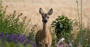Darüber, ob man wildtiere im garten füttern soll, halten sich ja hartnäckig diverse falschinformationen (ich könnte ja jetzt sagen, wie beim thema impfen, aber das verkneife ich mir, da sind es noch mehr… ;) dass man angeblich vögel und eichhörnchen nicht füttern soll, ist zum beispiel so eine unwahrheit. Rehe Aus Dem Garten Vertreiben Mein Schoner Garten