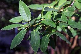 It's the who, what, where and when of white oak. Top 5 Reasons To Plant Mexican White Oak Gardener S Path
