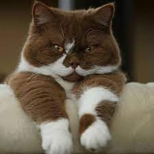 A cute fluffy brown cat paw! 100 Brown Cat Names Best Name Ideas For A Brown Kitten