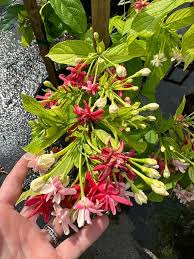 Image result for Combretum indicum