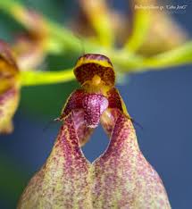 Image result for Bulbophyllum sp. nov