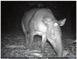 Image result for Rhytachne subgibbosa