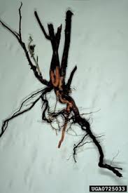 Phytophthora root rot of chinese cabbage and spinach caused by phytophthora drechsleri in study of phytophthora root rot of sainfori in iran. Christer Olsson S Images Weed Images