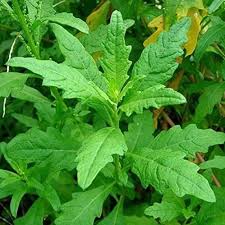 Image result for Chenopodium ambrosioides