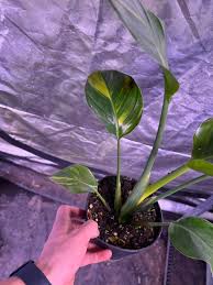 Image result for Strelitzia nicolai