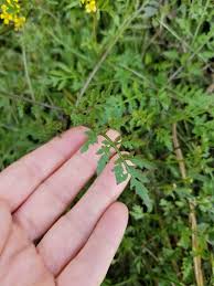 Image result for Rorippa nudiuscula