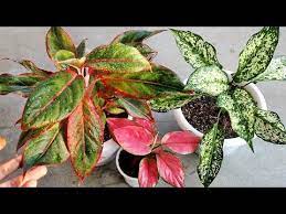 Aglaonema Plant Care 101 Best Soil Mix Fertilizer Light Water Requirements Propagation Youtube Plant Care Plants Water Plants