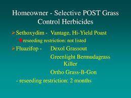 Maybe you would like to learn more about one of these? Turfgrass Herbicides For Homeowners Ppt Download