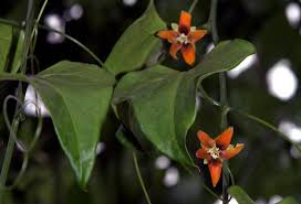 Image result for Eureiandra leucantha