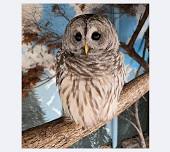 Birds of Prey