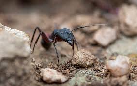 Read about tiny black ants, how to get rid of tiny ants, and more from the experts at ehrlich pest control. Ant Identification Prevention Guide Ants In Greater Austin Tx