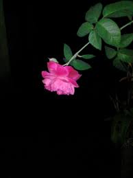 Play kamelia chords using simple video lessons Harummu Membuat Langkahku Terhenti Steemit