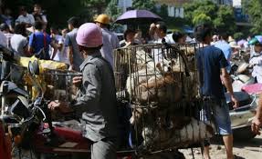 Cin Yulin Kopek Yeme Festivali Icin Iptal Cagrisi Devam Ediyor