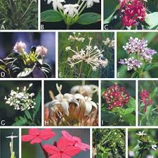 Image result for Triainolepis sancta