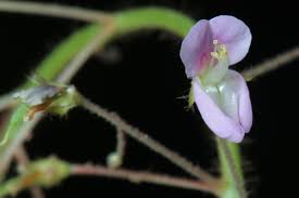 Image result for Grona ramosissima