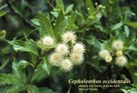 Image result for Cephalanthus