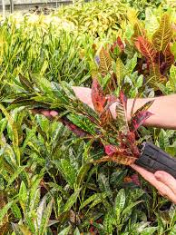 Image result for Croton polytrichus