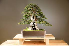 In 2008 this little yew (taxus spp) was purchased from a large home improvement chain (home depot). Bonsai Yew Free Photo On Pixabay