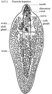 Diagram of liver fluke with label. Diagram Of Liver Fluke Human Liver Fluke Nikon S Microscopyu Scert Maharashtra Question Bank Solutions For 10th Standard Ssc Science And Technology 2 Maharashtra State Board 2021 Chapter 6 Animal