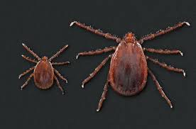 Show me a picture of a tick. New Tick Borne Disease In Inner Mongolia Found By Chinese Scientists Goats And Soda Npr