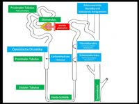 What happens if i stop taking spironolactone? Spironolacton Altmeyers Enzyklopadie Fachbereich Innere Medizin