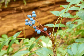 Plants for our bodies and minds: Scott Kloos the wildcrafter