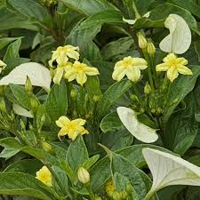 Image result for Pseudomussaenda mozambicensis