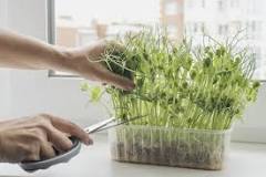 Do microgreens regrow once cut?