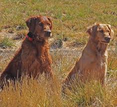 We placed our spring litter in wonderful homes. Golden Retriever Stud Service Semper Retreivers Www Semperretreivers Com