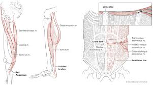 Choose from 500 different sets of flashcards about anatomy muscle anatomy_ upper leg on quizlet. Comparative Anatomy Of Tendons That Coalesce In The Extremities And Download Scientific Diagram