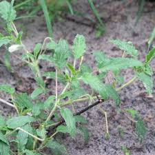 Image result for Monsonia glauca