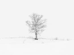 Pngtree offers hd black tree background images for free download. Hd Wallpaper Lone Tree Bare Tree Aero White Nature Winter Black Japan Wallpaper Flare