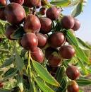 نتیجه تصویری برای قیمت عناب