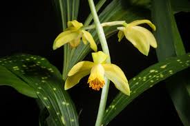 Image result for Phaius occidentalis